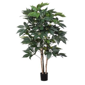 Dekorationsväxt Schefflera BOGDANA, naturstam, grön, 160cm Dekorationsväxt Schefflera BOGDANA, naturstam, grön, 160cm