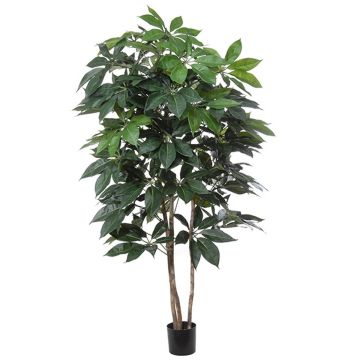 Dekorationsväxt Schefflera BOGDANA, naturstam, grön, 190cm Dekorationsväxt Schefflera BOGDANA, naturstam, grön, 190cm