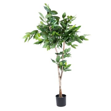 Plastväxt kaffeträd BORRA, naturstam, 150cm Plastväxt kaffeträd BORRA, naturstam, 150cm