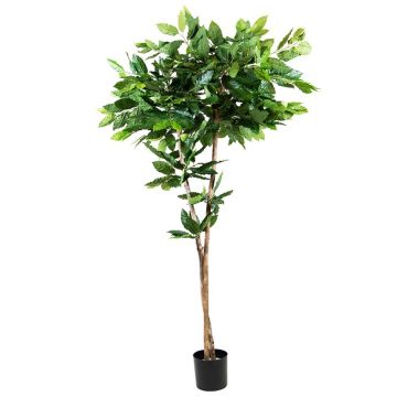 Plastväxt kaffeträd BORRA, naturstam, 180cm Plastväxt kaffeträd BORRA, naturstam, 180cm