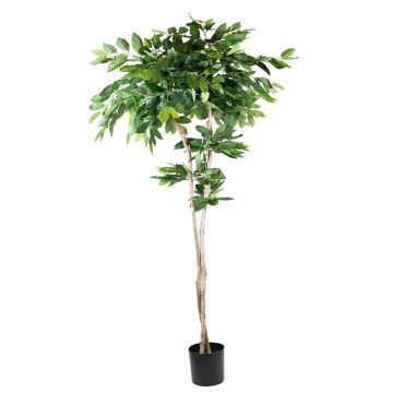 Plastväxt kaffeträd BORRA, naturstam, 210cm Plastväxt kaffeträd BORRA, naturstam, 210cm
