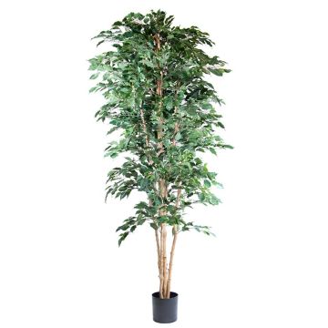 Konstväxt fikonakacie AKAHI, naturstam, grön, 240cm Konstväxt fikonakacie AKAHI, naturstam, grön, 240cm