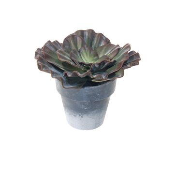Dekorativ Echeveria rosea MARNIE, kruka, vinröd-grön, 15cm Dekorativ Echeveria rosea MARNIE, kruka, vinröd-grön, 15cm