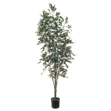 Konstgjord växt Ficus Benjamini BRATKO, konstgjord stam, grön-vit, 220cm