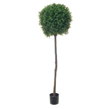 Konstgjord buxbom TOM, äkta stam, 150cm, Ø40cm