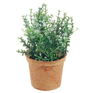 Dekorativ växt timjan SUNNIVA med blommor, dekorativ kruka, grön-vit, 13cm