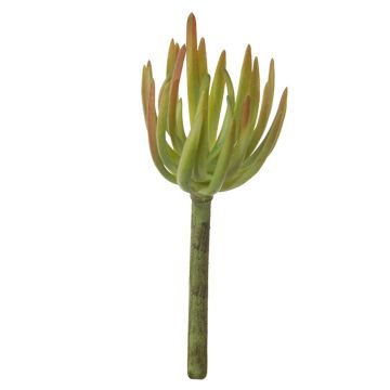 Dekorativt Sedum pachyphyllum KAIKALE, på pinne, grön-röd, 21cm, Ø7cm Dekorativt Sedum pachyphyllum KAIKALE, på pinne, grön-röd, 21cm, Ø7cm