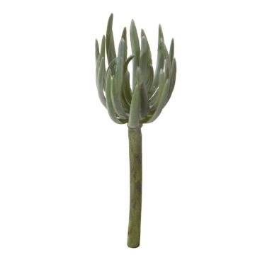 Dekorativt Sedum pachyphyllum KAIKALE, på pinne, grågrönt, 21cm, Ø7cm