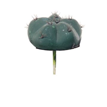 Konstgjord kaktus biskopsmössa MUNAS, på pinne, grön, 10cm, Ø8cm Konstgjord kaktus biskopsmössa MUNAS, på pinne, grön, 10cm, Ø8cm