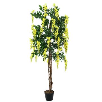 Konstgjord guldregn LESLIE, äkta stammar, med blommor, gul, 150cm Konstgjord guldregn LESLIE, äkta stammar, med blommor, gul, 150cm