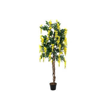 Konstgjord guldregn LESLIE, äkta stammar, med blommor, gul, 150cm Konstgjord guldregn LESLIE, äkta stammar, med blommor, gul, 150cm