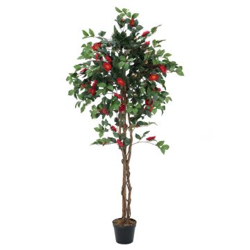 Plastkameliaträd COSTIA, äkta stammar, med blommor, rött, 180cm Plastkameliaträd COSTIA, äkta stammar, med blommor, rött, 180cm