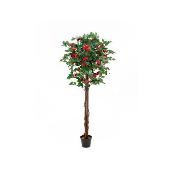 Plastkameliaträd COSTIA, äkta stammar, med blommor, rött, 180cm