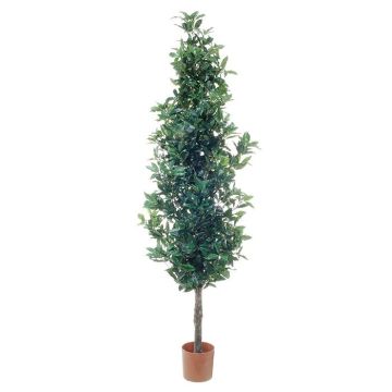 Dekorativ lagerbladskotte BRANE, naturstam, 210cm