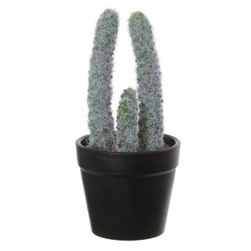 Dekorativ pelarkaktus TIRRA, kruka, vit-grön, 16cm Dekorativ pelarkaktus TIRRA, kruka, vit-grön, 16cm