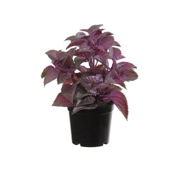 Plastväxt mynta TSUKI, violett-vinröd, 24cm