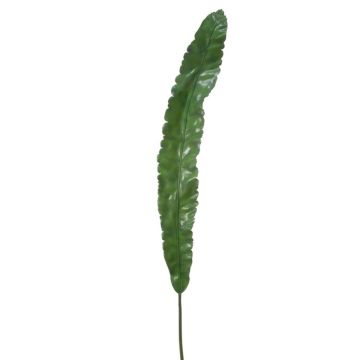 Dekorationsblad skomakarpalm DILANA, 120cm
