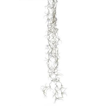Dekorativ suckulent Tillandsia Usneoides DAMASO, stickpinne, grå, 80cm Dekorativ suckulent Tillandsia Usneoides DAMASO, stickpinne, grå, 80cm