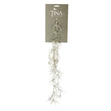 Dekorativ suckulent Tillandsia Usneoides DAMASO, stickpinne, grågrön, 80cm Dekorativ suckulent Tillandsia Usneoides DAMASO, stickpinne, grågrön, 80cm