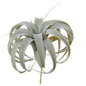 Dekorativ växt Tillandsia xerographica KASTIEL, sticka, grågrön, 23cm
