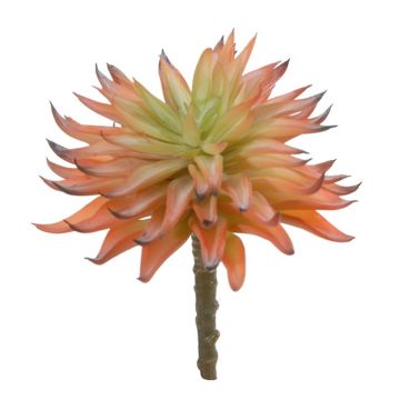 Konstgjord suckulent Echeveria elegans LUGA, stödpinne, orange-grön, 16cm Konstgjord suckulent Echeveria elegans LUGA, stödpinne, orange-grön, 16cm