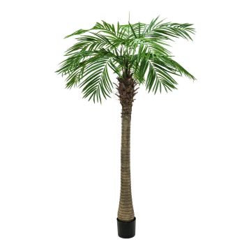 Plastdadelpalm CARTER, 210cm