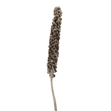 Torkad babassupalmbloom MAKENA, Cacho Coco, brun, 120-190cm