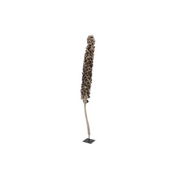 Torkad babassupalmbloom MAKENA, Cacho Coco, brun, 120-190cm
