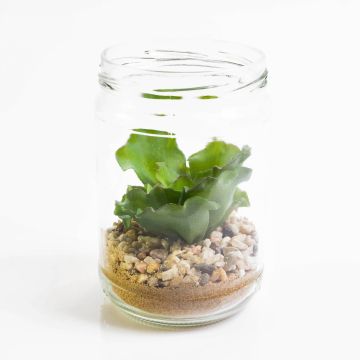 Konstgjord Echeveria rosea MONICA i dekorativt glas, grön, 13cm, Ø8cm Konstgjord Echeveria rosea MONICA i dekorativt glas, grön, 13cm, Ø8cm