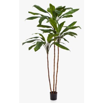 Konstväxt klubblilja KAIA, äkta stammar, grön, 210cm