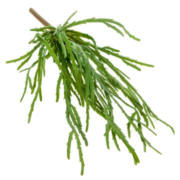 Konstväxt, suckulent Rhipsalis HADRIAN, hängande, på stödpinne, grön, 35cm Konstväxt, suckulent Rhipsalis HADRIAN, hängande, på stödpinne, grön, 35cm