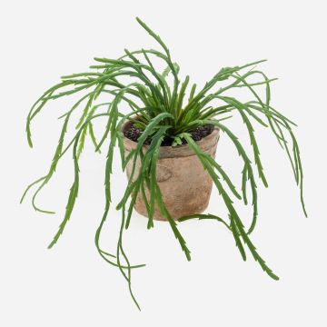 Konstväxt, suckulent Rhipsalis HADRIAN, hängande, i terrakottakruka, grön, 35cm Konstväxt, suckulent Rhipsalis HADRIAN, hängande, i terrakottakruka, grön, 35cm