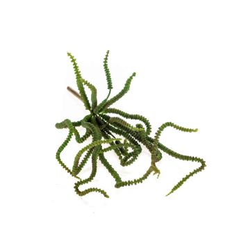 Konstgjord suckulent Crassula Perforata ARMANDO på stativ, grön, 30cm Konstgjord suckulent Crassula Perforata ARMANDO på stativ, grön, 30cm