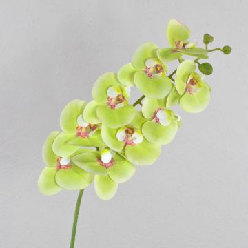 Konstgjord Phalaenopsis-orkidégren OPHELIA, grön-cerise, 100cm, Ø9-12cm