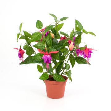 Konstgjord fuchsia THAYNARA, cerise, 30cm, Ø5cm Konstgjord fuchsia THAYNARA, cerise, 30cm, Ø5cm