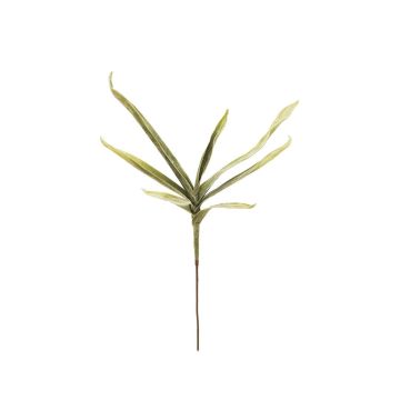 Plastskum Yucca elephantipes SHIRIN, crossdoor, 105cm