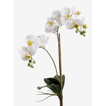 Konstgjord orkidé Phalaenopsis CANDIDA på pinne, vit, 65cm