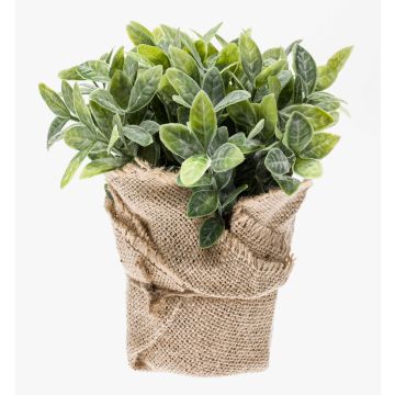 Konstväxt, ört, salvia VITUS i jutesäck, grön-vit, 20cm, Ø22cm