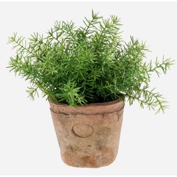 Konstgjorda örter Asparagus sprengeri LUCANO, terrakottakruka, 20cm, Ø20cm