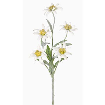 Konstgjord alpsk edelweiss SOPHIA, vit, 40cm, Ø5-6cm Konstgjord alpsk edelweiss SOPHIA, vit, 40cm, Ø5-6cm