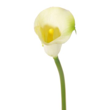 Konstblomma Calla CHIDORA, krämfärgad, 55cm, 4,5x5,5cm Konstblomma Calla CHIDORA, krämfärgad, 55cm, 4,5x5,5cm