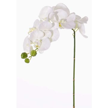Konstgjord Phalaenopsis-orkidé GALINA, vit, 60cm, Ø6-8cm Konstgjord Phalaenopsis-orkidé GALINA, vit, 60cm, Ø6-8cm
