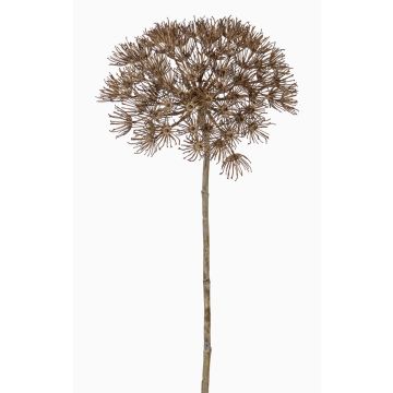 Konstgjord björnklöve ANSARI, torkad look, brun, 80cm, Ø22cm Konstgjord björnklöve ANSARI, torkad look, brun, 80cm, Ø22cm