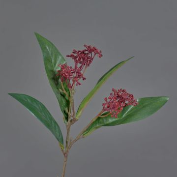 Dekorativ kvist Skimmie EBONY med blommor, mörkröd, 35cm, Ø3-6cm Dekorativ kvist Skimmie EBONY med blommor, mörkröd, 35cm, Ø3-6cm