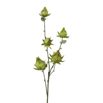Dekorativ kvist med hibiskusknoppar VELHIN, grön, 60cm