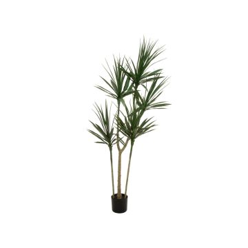 Plastdracaena Marginata REBEKKAH, konstgjorda stammar, grön, 170cm