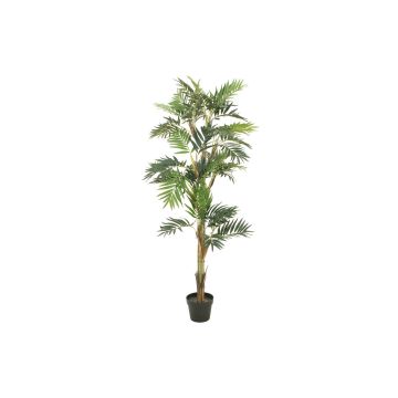 Textilbergspalm DUENA, 150cm Textilbergspalm DUENA, 150cm