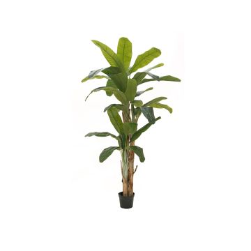 Konstgjord bananpalme FLORIS, äkta stam, 240cm Konstgjord bananpalme FLORIS, äkta stam, 240cm