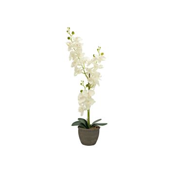 Konstgjord orkidé Phalaenopsis KATALIN, dekorativ kruka, krämfärgad, 80cm