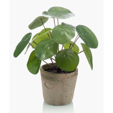 Konstgjord suckulent Pilea peperomioides SYBIL i terrakottakruka, grön, 20cm Konstgjord suckulent Pilea peperomioides SYBIL i terrakottakruka, grön, 20cm